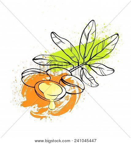 Hand Drawing Sketch, Essential Aromatic Argan Tree Beans And Leaves. Pencil And Watercolors, White B