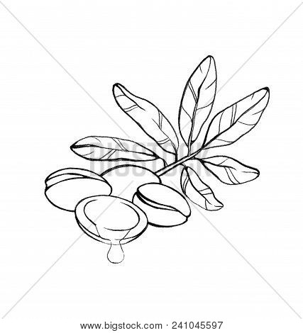 Hand Drawing Sketch, Essential Aromatic Argan Tree Beans And Leaves. Pencil And Watercolors, White B