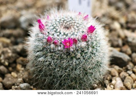 A Mammillaria Hahniana In Greenhouse In Gravel In Scotland