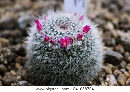 A Beautiful Bush Famous As Mammillaria Hahniana With Many Petals Located In Gravel In Greenhouse