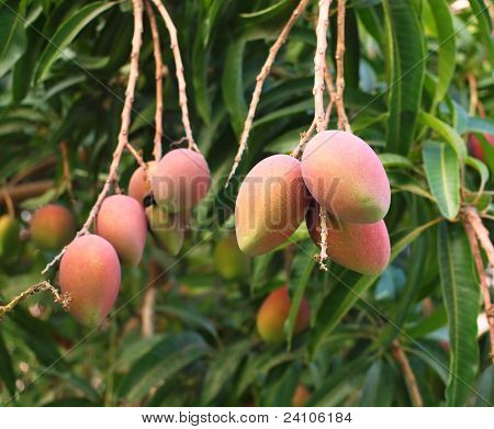 Zrání ovoce mango