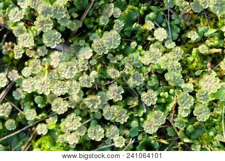 Moss Marchantia In The Swamp. Background Of Green Moss.