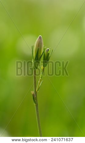 Campanula Is A Large Family Of Dicotyledonous Plants With The Most Commonly Five-part Funnel Or Bell