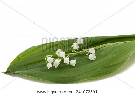 White Flower Of Lily Of The Valley, Lat. Convallaria Majalis, Isolated On White