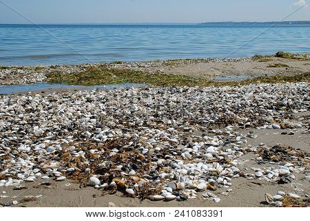 Shells At The Beach Of Scharbeutz, Germany