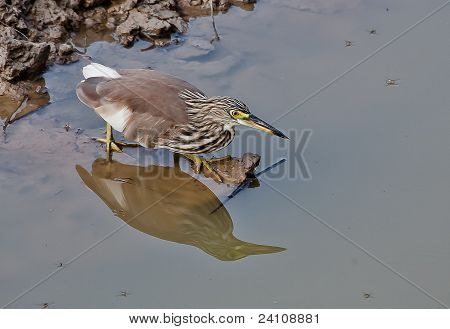 นกป่าของประเทศไทย ปลานักล่า