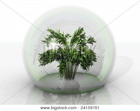 plantar em bolha