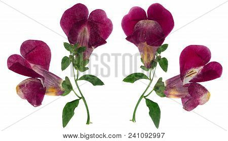 Pressed And Dried Flower Snapdragons Or Antirrhinum, Isolated On White Background. For Use In Scrapb