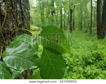 Spide With Long Legs Taking Shelter From The Rain Under A Green Leaf