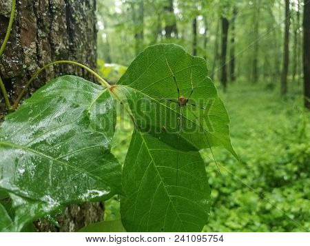 Spide With Long Legs Taking Shelter From The Rain Under A Green Leaf