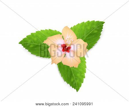 Yellow Hibiscus Or Chaba Flower With Green Leaves Isolated On White Background