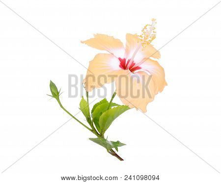 Yellow Hibiscus Or Chaba Flower With Green Leaves Isolated On White Background