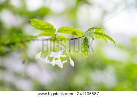 Closeup Image Of Mok Flower With Tree