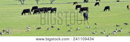 Herd Of Cows And Gaggle Of Canadian Geese (branta Canadensis) Grazing And Pecking Together In Harmon