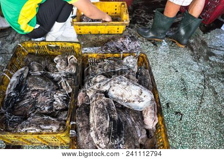 Fishes In Tac Cau Fishing Port, Me Kong Delta Province Of Kien Giang, South Of Vietnam