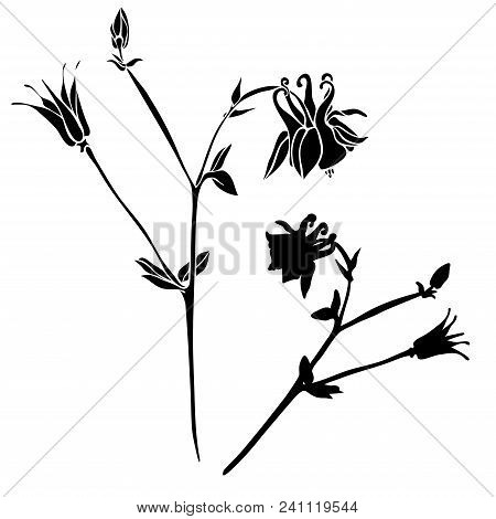 Beautiful Botanical Vector With Flowers Watershed. Black Silhouettes On White Background.