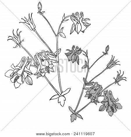 Beautiful Botanical Vector With Flowers Watershed. Black Silhouettes On White Background.