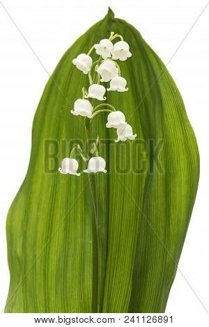 White Flower Of Lily Of The Valley, Lat. Convallaria Majalis, Isolated On White
