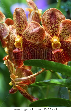 Vanda orchidea