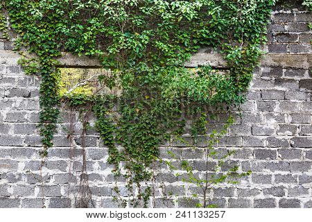 Green Ivy Plant Climb On Old White, Big Brick Wall Background