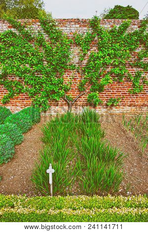 Audley, Uk - May 13, 2011: Tree And Bushes In Kitchen Garden Of Audley End House In Essex In England