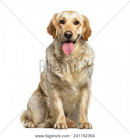 Labrador Retriever dog, 1 year old, sitting against white background