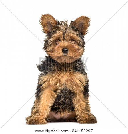 Yorkshire Terrier puppy , 3 months old, sitting against white background