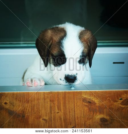 Saint Bernard Puppy Playing At Breeding Kennel At Martigny, Near The Great St. Bernard Pass In The A