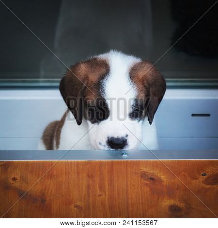 Saint Bernard Puppy Playing In Breeding Kennel At Martigny, Near The Great St. Bernard Pass At The A