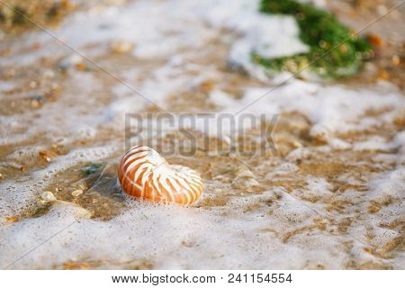 British summer  beach with nautilus pompilius sea shell
