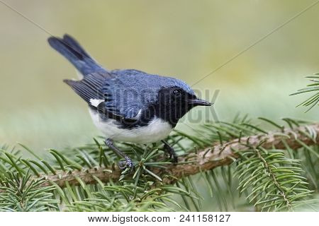 Male Black-throated Blue Warbler (setophaga Caerulescens) Perched On A White Spruce Branch - Lambton
