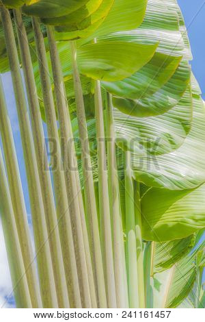 Ensete Lasiocarpum Close Up, Front Side Of Leaf.