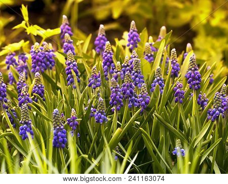 Blue Muskari. Magnificent Blossoming Against The Background Of A Garden. Thickets Of A Mouse Hyacint