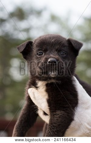 A Volonteer Is Holding A Homeless Puppy. Abandoned Puppy From A Shelter Hopes To Find Its New Home.
