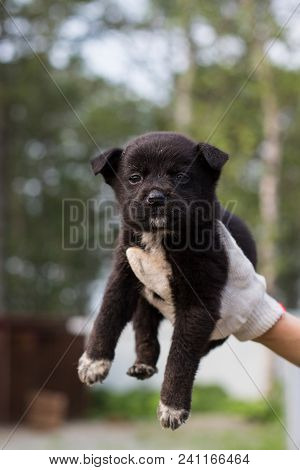 A Volonteer Is Holding A Homeless Puppy. Abandoned Puppy From A Shelter Hopes To Find Its New Owner.