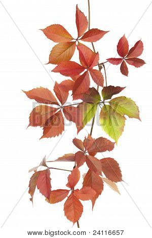 Boston Ivy