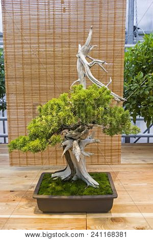 Bonsai - Chinese Juniper (juniperus Chinensis). Age - About 100 Years. Exhibition Of Bonsai In Aptek