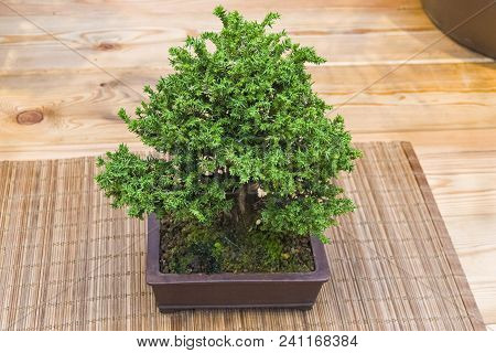 Bonsai - Japanese Sugi Pine (cryptomeria Japonica). Age - About  Years. Exhibition Of Bonsai In Apte