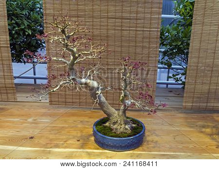 Bonsai - Japanese Maple (acer Palmatum). Age - About 50 Years. Exhibition Of Bonsai In Aptekarsky Og