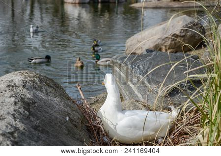 White And Lonely Duck Are Looking From Afar To The Floating Ducks In The Water.