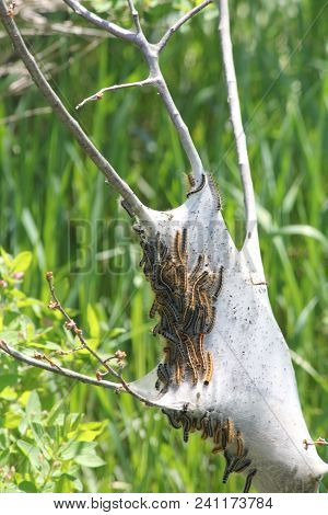 The Eastern Tent Caterpillar -malacosoma Americanum Is A Species Of Moth, The Moths Are Rarely Seen.