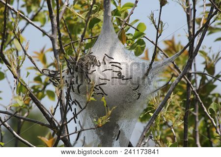 Eastern Tent Caterpillars Inside Silky Nest (malacosoma Americanum), In The Early Stage Of Growth In