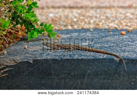 Small Lizard Lying On The Stone In A Sunny Day
