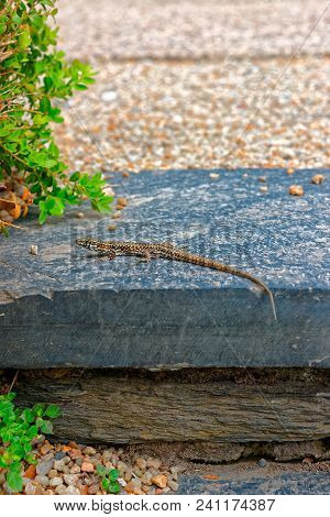 Small Gecko Lizard Lying On The Stone In A Sunny Day