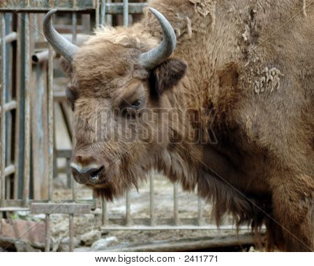 Säugetier. Jak. Der Rostower Zoo. Russland
