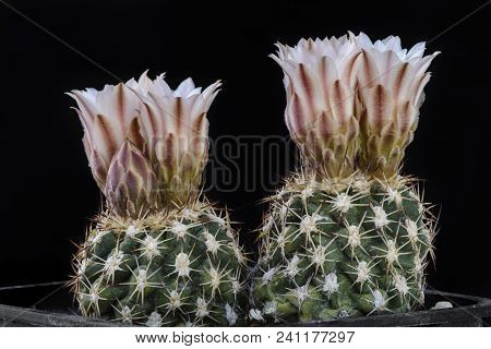 Cactus Sclerocactus Mesae-verdae  With Flower Isolated On Black.
