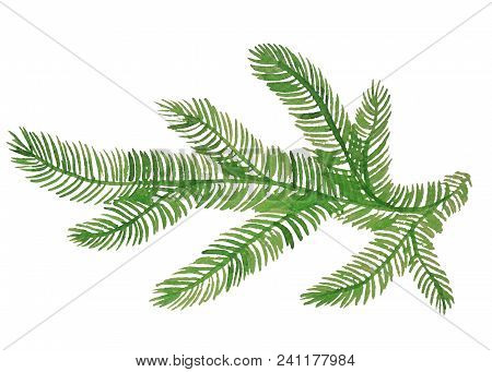 Spruce Branch On A White Background Painted With Watercolors