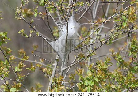 Eastern Tent Caterpillars Inside Silky Nest (malacosoma Americanum), In The Early Stage Of Growth In