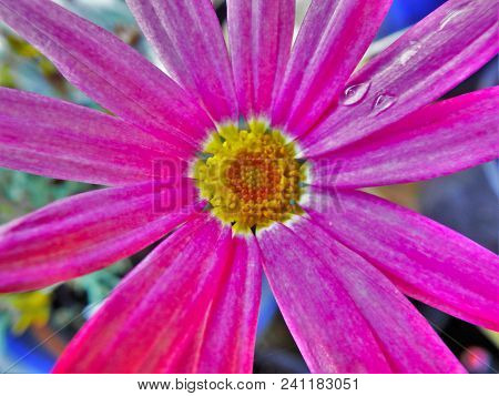 Pink Daisy Flower With Water Droplet On Petals