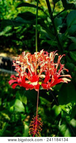 A Sunkissed Red Flower Hanging From A Branch.